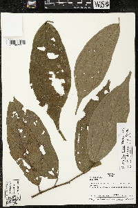 Media resource of Matisia hirta