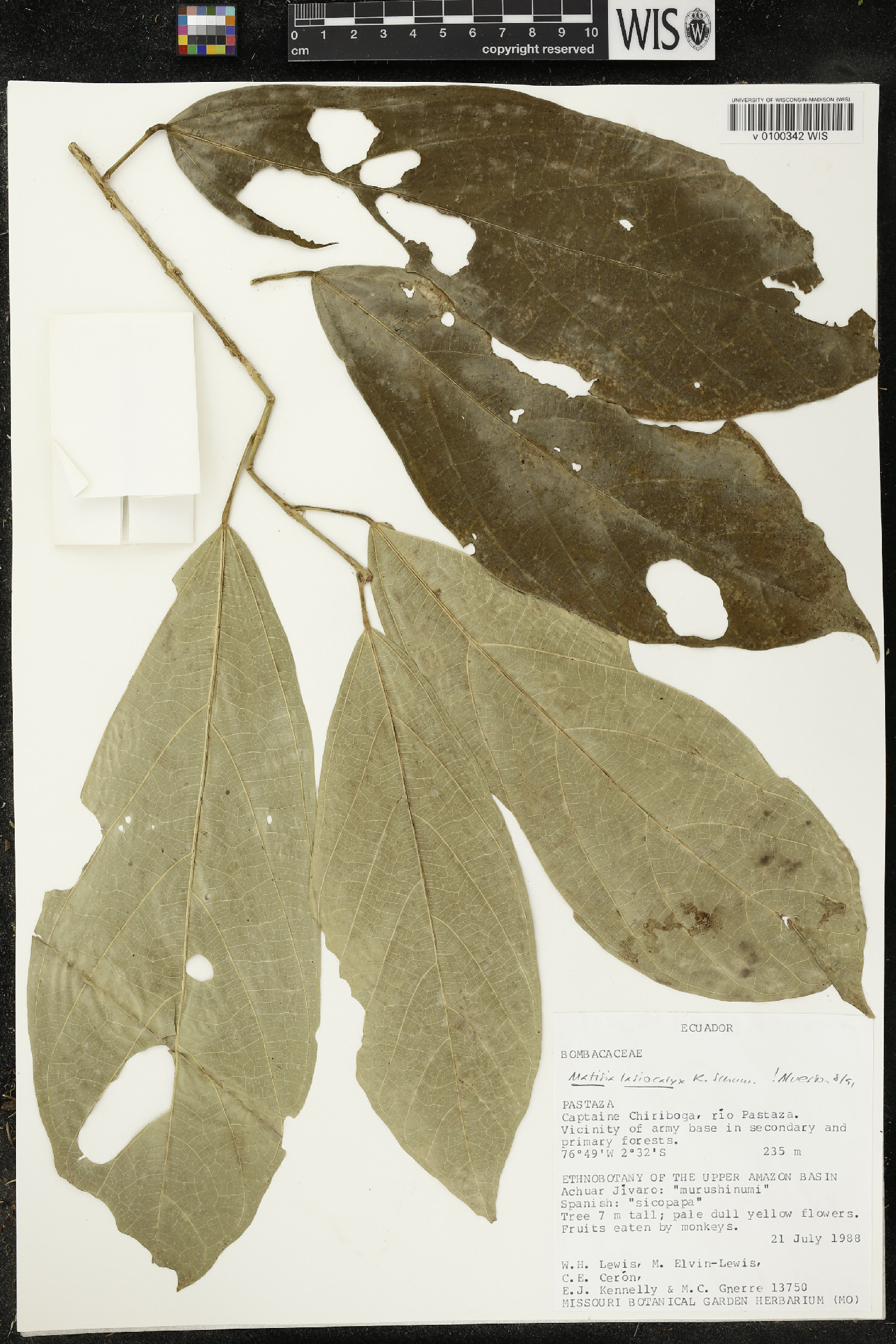 Matisia lasiocalyx image