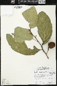 Media resource of Matisia lecythicarpa