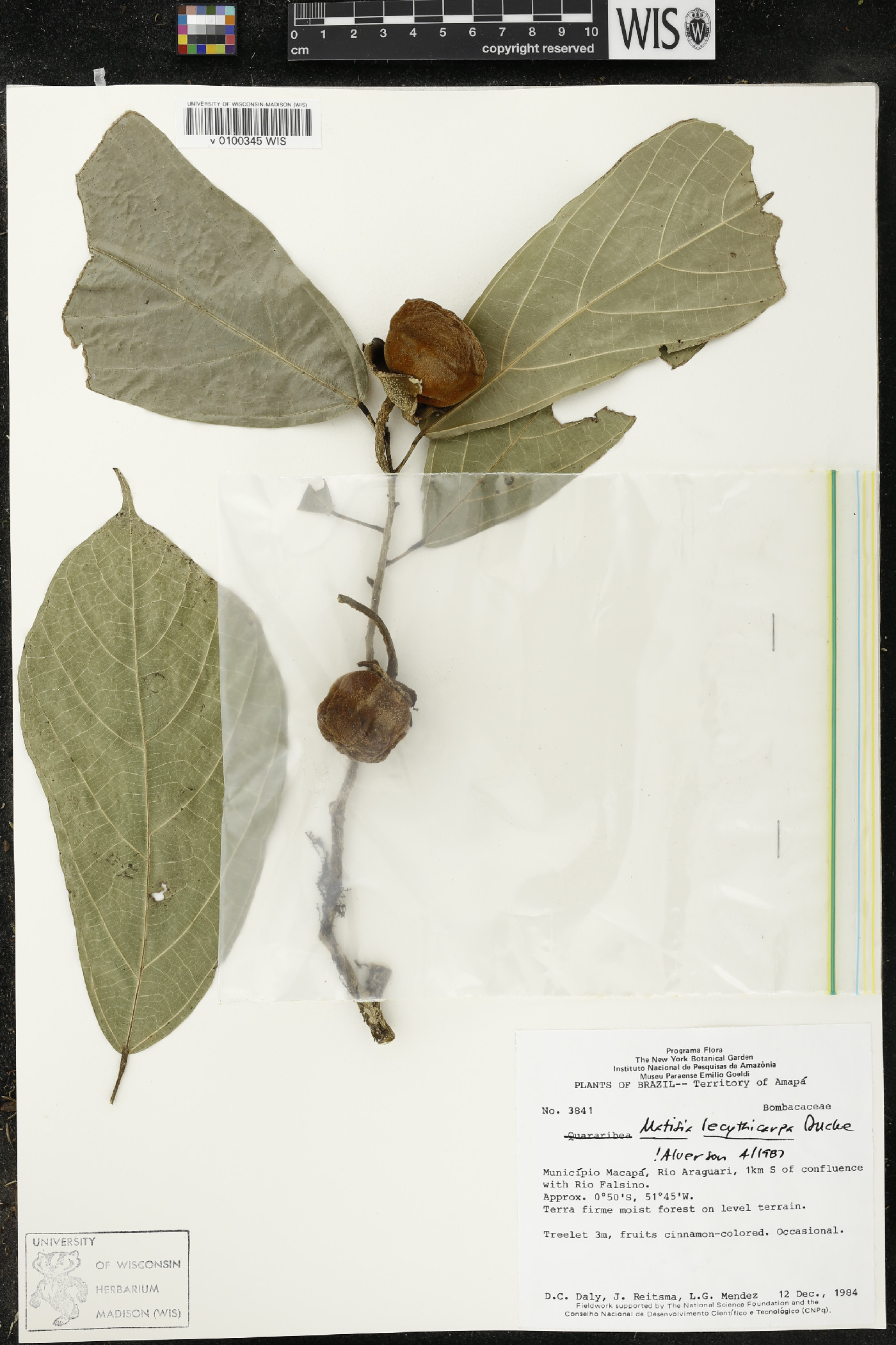 Matisia lecythicarpa image