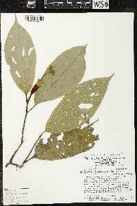 Matisia lecythicarpa image