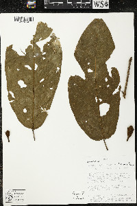 Media resource of Matisia longiflora