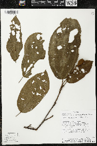 Matisia longipes image
