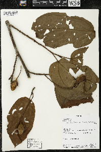 Matisia longipes image