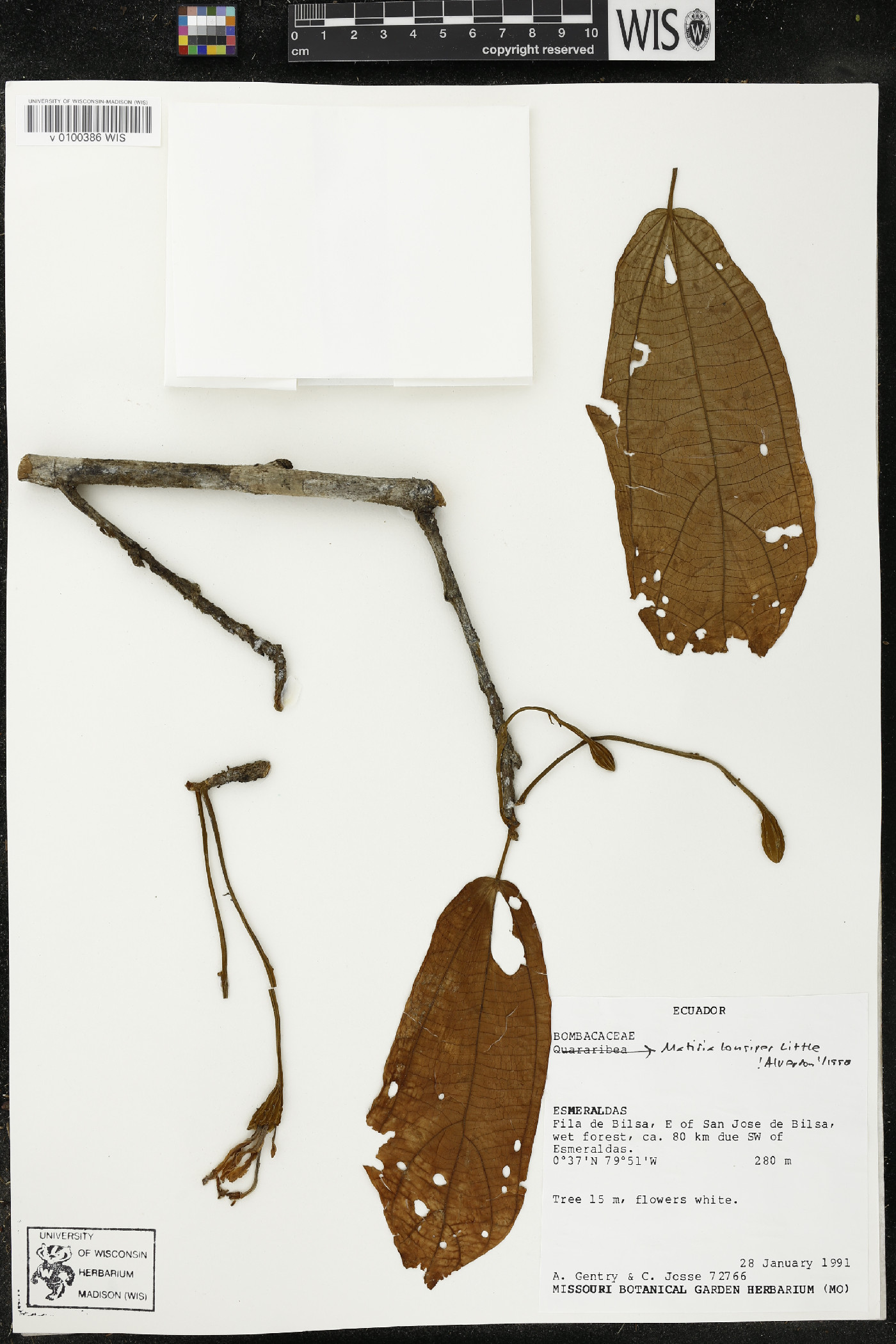 Matisia longipes image