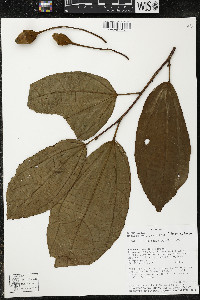 Matisia longipes image