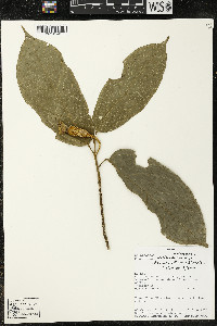 Matisia malacocalyx image