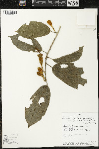 Matisia malacocalyx image