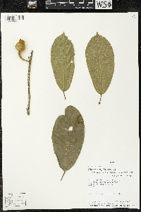 Matisia malacocalyx image