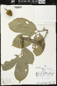 Matisia malacocalyx image