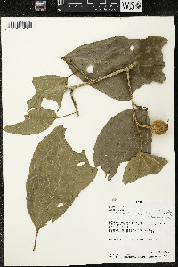 Matisia malacocalyx image