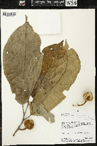 Matisia malacocalyx image