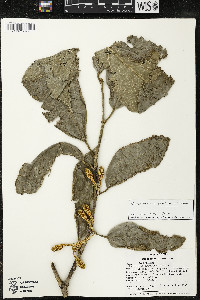 Matisia malacocalyx image