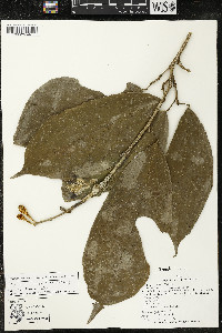 Matisia malacocalyx image