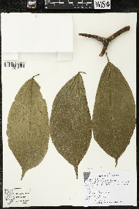 Matisia malacocalyx image