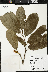 Matisia malacocalyx image