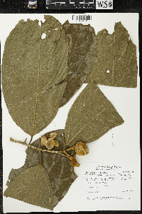 Matisia malacocalyx image