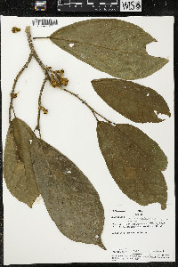 Matisia malacocalyx image