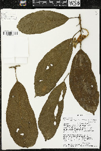 Matisia malacocalyx image