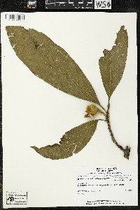 Matisia malacocalyx image