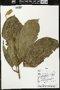 Matisia malacocalyx image