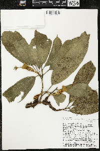 Matisia malacocalyx image