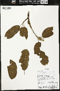 Matisia malacocalyx image