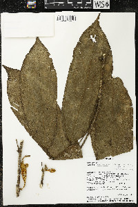 Matisia malacocalyx image