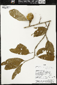 Matisia malacocalyx image