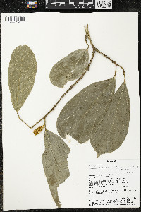 Matisia malacocalyx image