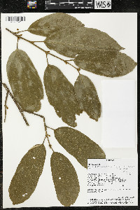 Matisia malacocalyx image