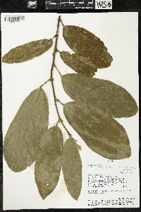 Matisia malacocalyx image