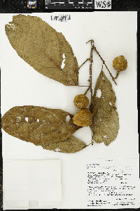 Matisia malacocalyx image