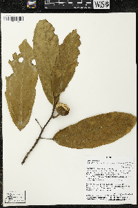 Matisia malacocalyx image