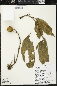 Matisia malacocalyx image