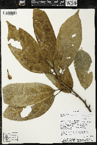 Matisia malacocalyx image