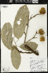 Matisia malacocalyx image