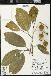 Matisia malacocalyx image