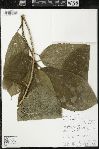 Matisia malacocalyx image