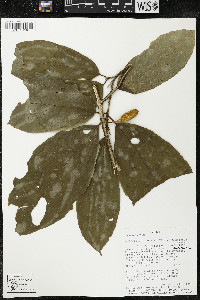 Matisia malacocalyx image