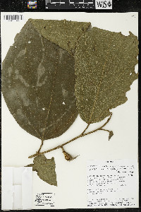 Matisia malacocalyx image