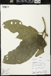 Matisia malacocalyx image