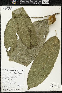 Matisia malacocalyx image