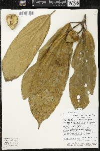 Matisia malacocalyx image