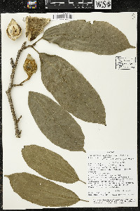 Matisia malacocalyx image