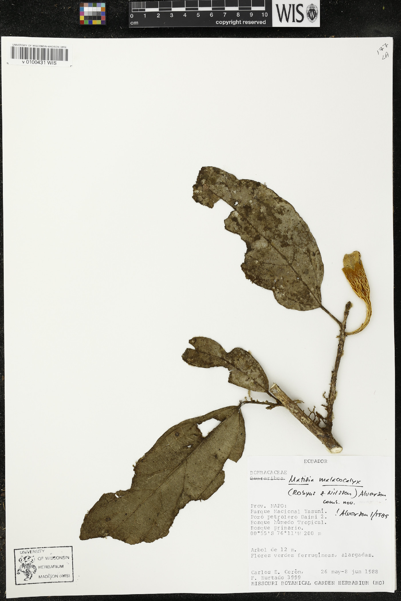 Matisia malacocalyx image