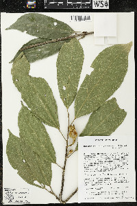 Matisia malacocalyx image