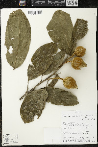 Matisia malacocalyx image