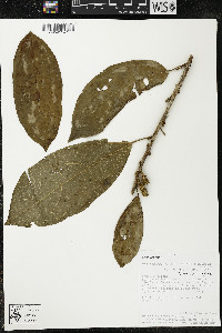 Matisia malacocalyx image