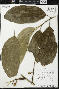 Matisia malacocalyx image